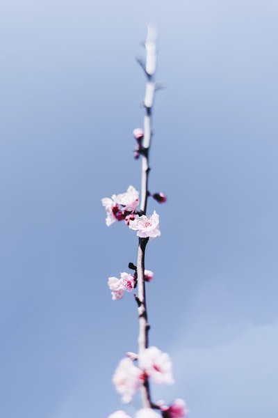 粉红色的樱花盛开在白天
